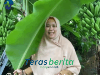 Kepala Dinas perikanan & pertanian Makassar Panen Pisang Cavendish di KWT Dewi Ruci Kelurahan Melayu