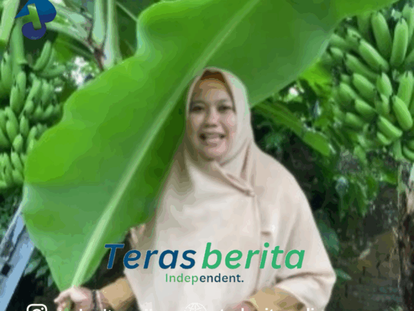 Kepala Dinas perikanan & pertanian Makassar Panen Pisang Cavendish di KWT Dewi Ruci Kelurahan Melayu