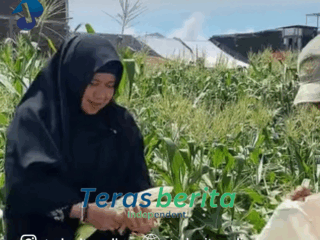 Kadis dp2, Aulias Arsyad Panen Jagung Arumba di Barombong