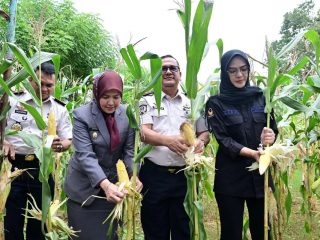 Panen Raya Pemasyarakatan Jadi Bukti Produktivitas Pembinaan Warga Binaan di Sulsel