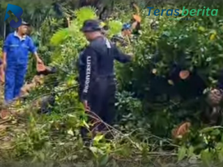 Pohon Tumbang Meningkat di Makassar, DLH Tegaskan Penebangan Harus Berizin