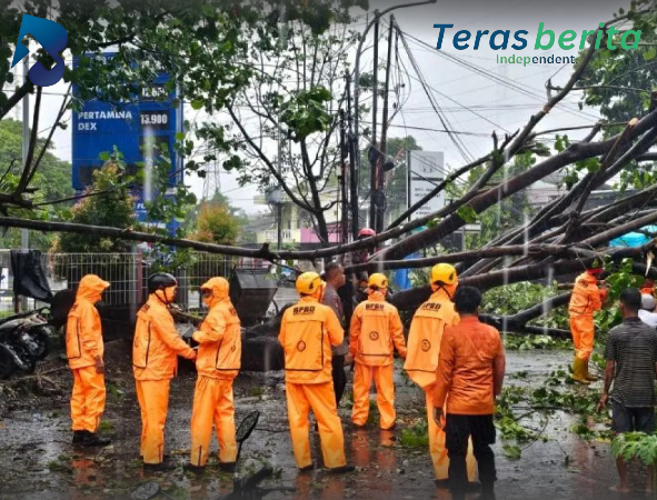 Ancaman di Tengah Hujan: Lebih 100 Pohon Tumbang dalam Sebulan di Makassar
