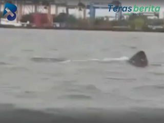 Viral Hiu Raksasa di Pantai Losari, BPBD Makassar Pastikan Basking Shark Tidak Berbahaya